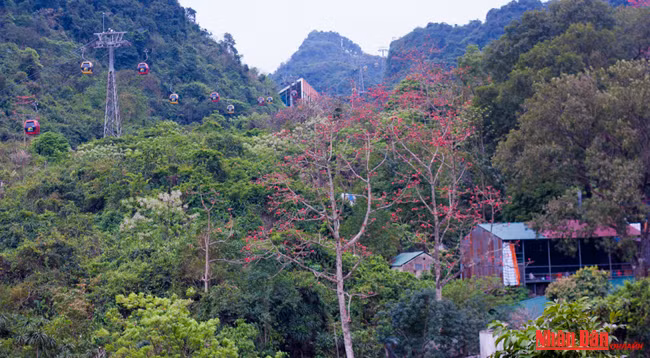 Любуемся цветками дерева Бомбакс сейба в пагоде Хыонг ảnh 4