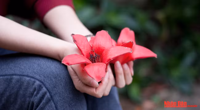 Любуемся цветками дерева Бомбакс сейба в пагоде Хыонг ảnh 7