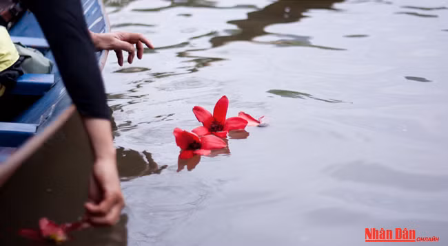 Любуемся цветками дерева Бомбакс сейба в пагоде Хыонг ảnh 10