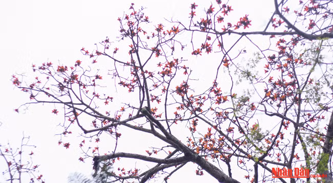 Любуемся цветками дерева Бомбакс сейба в пагоде Хыонг ảnh 6