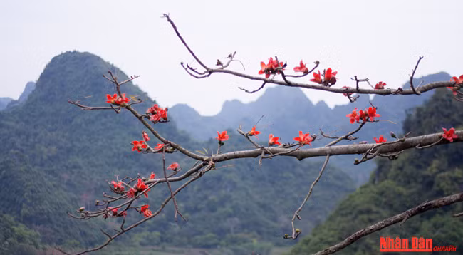 Любуемся цветками дерева Бомбакс сейба в пагоде Хыонг ảnh 2