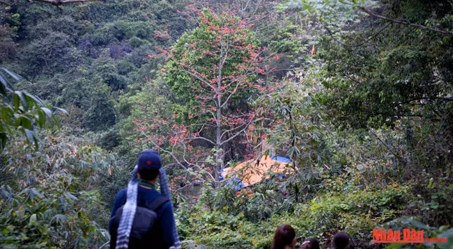 Любуемся цветками дерева Бомбакс сейба в пагоде Хыонг ảnh 12