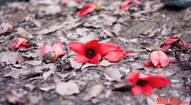 Любуемся цветками дерева Бомбакс сейба в пагоде Хыонг ảnh 3