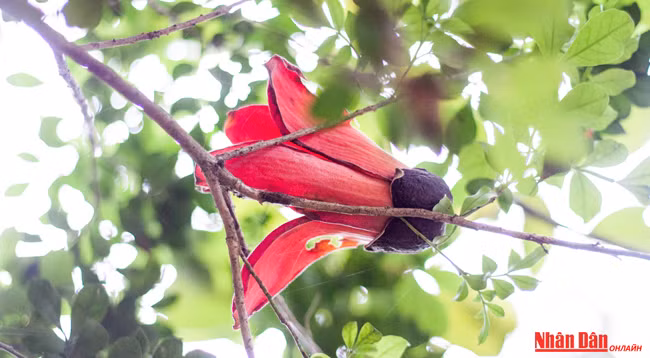 Любуемся цветками дерева Бомбакс сейба в пагоде Хыонг ảnh 5