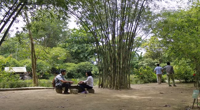 Зеленое пространство в бамбуковом музее у горы Шонча ảnh 5