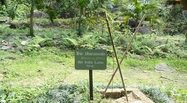 Зеленое пространство в бамбуковом музее у горы Шонча ảnh 4