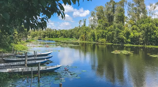 Каяпутовый лес Танлап ảnh 1