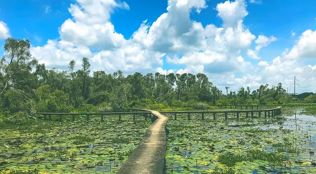 Каяпутовый лес Танлап ảnh 4