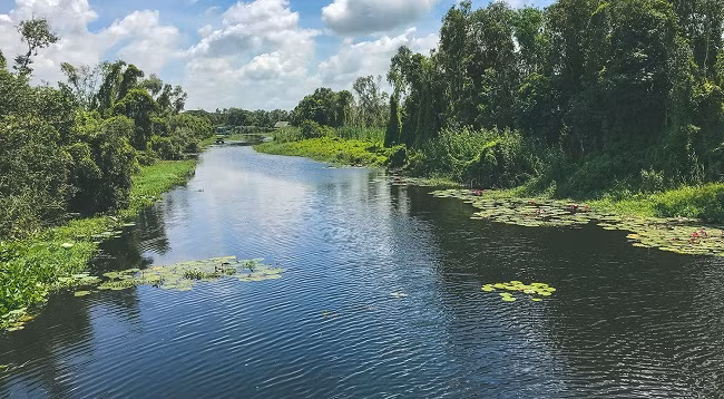 Каяпутовый лес Танлап ảnh 5