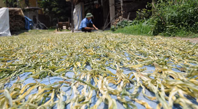 Как вьетнамцы делают конические шляпы «Нон Ла» ảnh 5