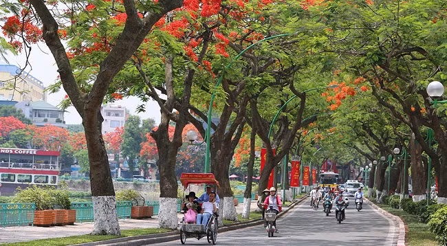 Ханой красиво выглядит в ярких красках огненных цветов ảnh 1