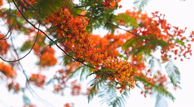 Ханой красиво выглядит в ярких красках огненных цветов ảnh 2