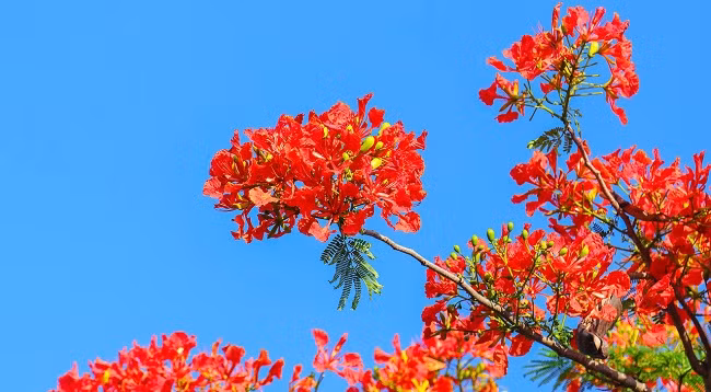 Ханой красиво выглядит в ярких красках огненных цветов ảnh 8