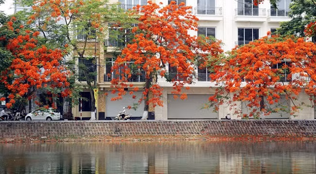 Ханой красиво выглядит в ярких красках огненных цветов ảnh 4