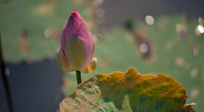 Приятный аромат лотоса в родном городе Президента Хо Ши Мина в мае ảnh 3