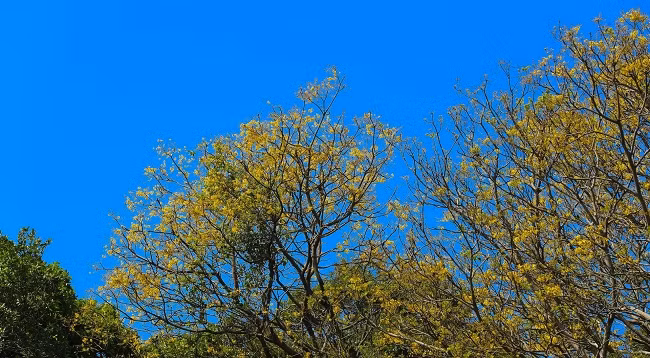 Немейские тонкотелы среди желтых огненных цветов на полуострове Шонча ảnh 3