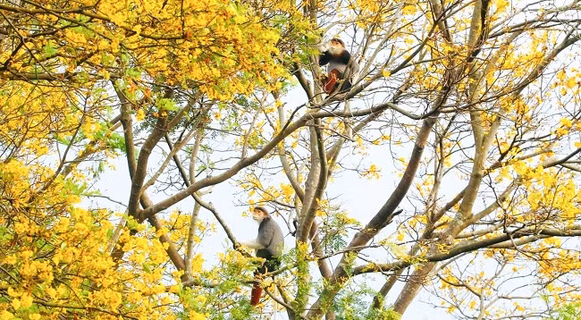 Немейские тонкотелы среди желтых огненных цветов на полуострове Шонча ảnh 6