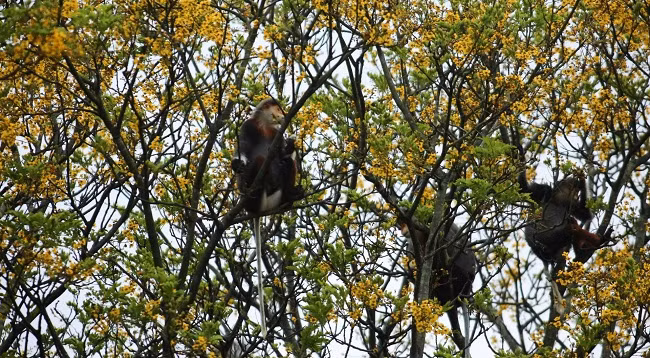 Немейские тонкотелы среди желтых огненных цветов на полуострове Шонча ảnh 7