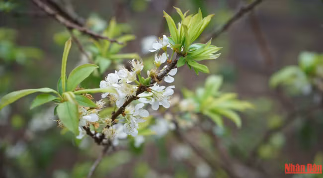  Красота плоскогорья Моктяу ảnh 8