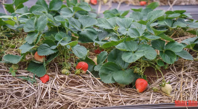  Красота плоскогорья Моктяу ảnh 7