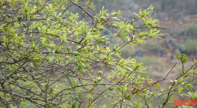  Красота плоскогорья Моктяу ảnh 10