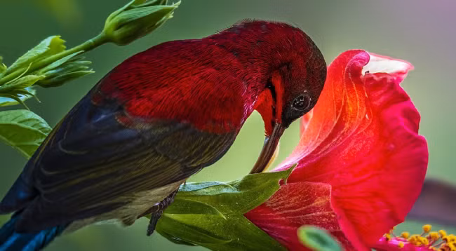 Откроем для себя полуостров Шонча ảnh 8