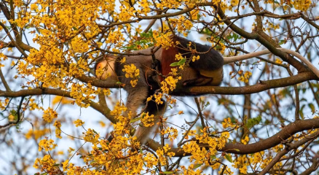 Откроем для себя полуостров Шонча ảnh 7