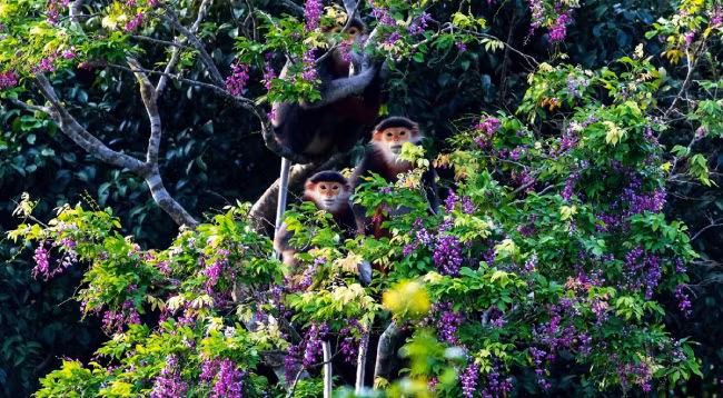 Откроем для себя полуостров Шонча ảnh 6