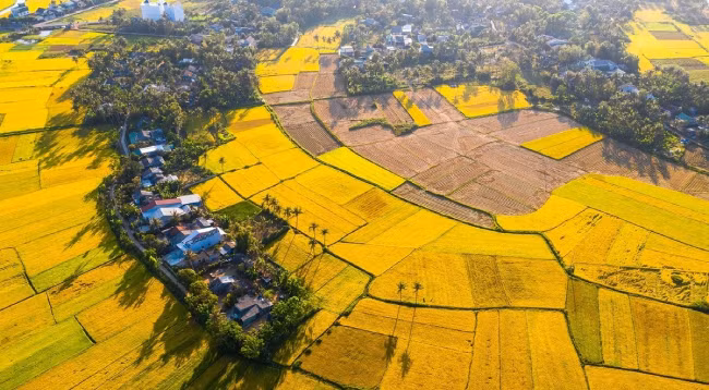 Сельская картина Биньдинь ảnh 9