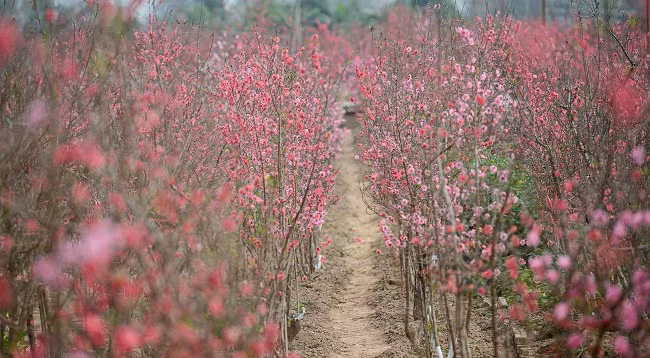 Персиковый сад Няттан ярко сияет ảnh 1