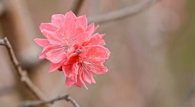 Персиковый сад Няттан ярко сияет ảnh 8