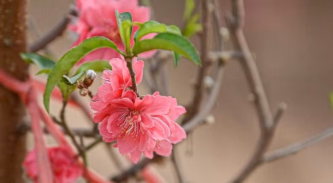 Персиковый сад Няттан ярко сияет ảnh 2