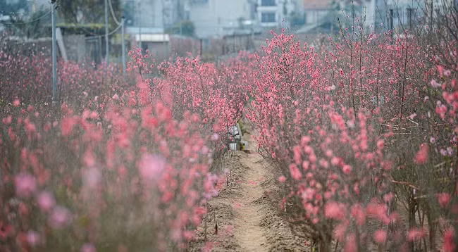 Персиковый сад Няттан ярко сияет ảnh 6