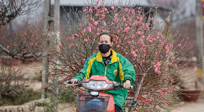 Персиковый сад Няттан ярко сияет ảnh 7