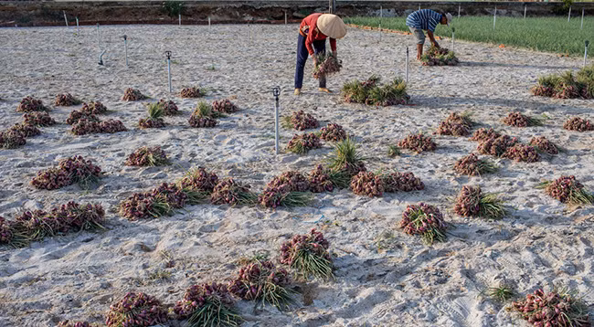 Крестьяне на острове Лишон собирают лук-шалот ảnh 3