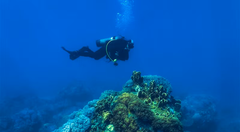 Открываем для себя морское дно в Хонмуне ảnh 1