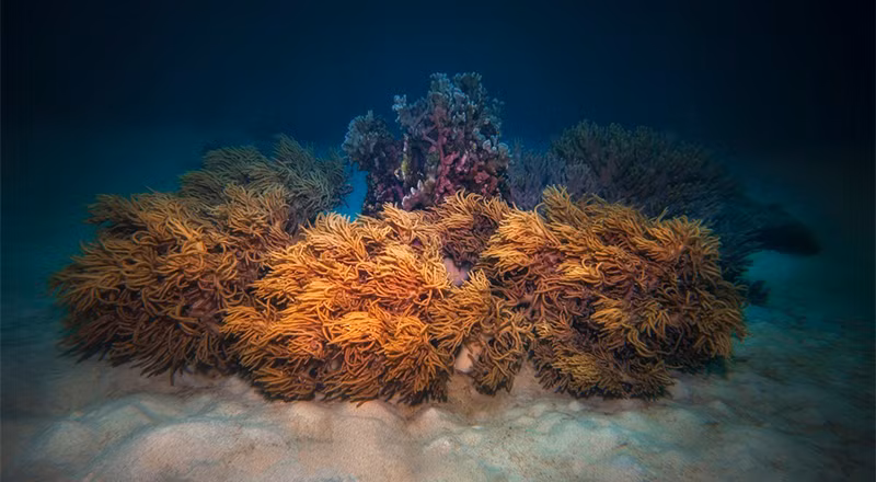 Открываем для себя морское дно в Хонмуне ảnh 2