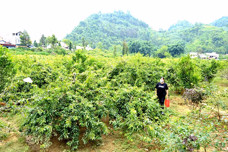 Сезон сбора сливы в Бакха ảnh 2