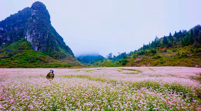 Цветы гречихи расцветают на каменном плоскогорье ảnh 1
