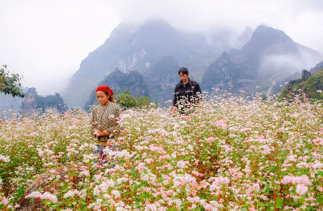 Цветы гречихи расцветают на каменном плоскогорье ảnh 8