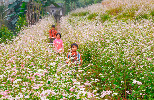 Цветы гречихи расцветают на каменном плоскогорье ảnh 5