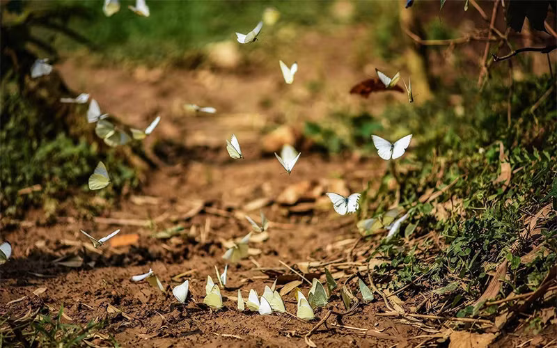 Степь Донглам в провинции Лангшон ảnh 7