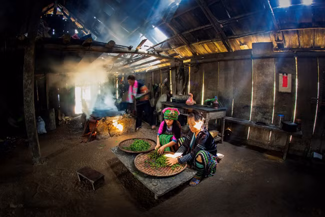 Человек, который делает чай, взятый из вековых чайных деревьев Шантует ảnh 3