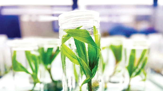 Культивирование кокосовой пальмы по технологическому процессу MultipunoTM.