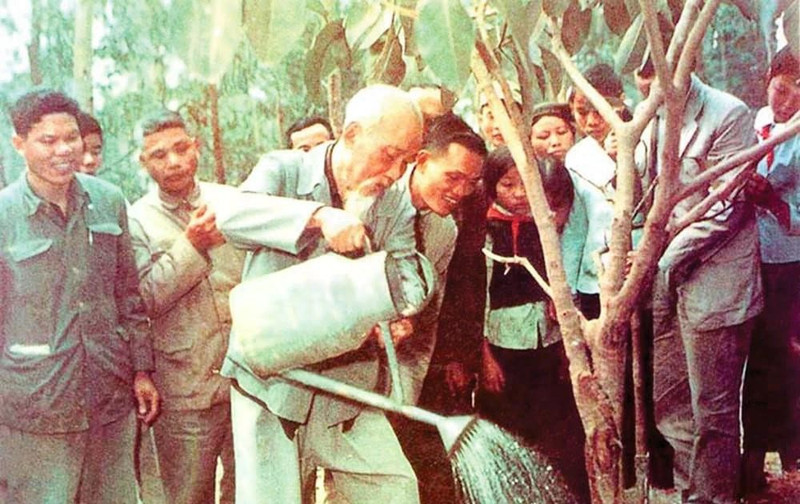 Последнее баньяновое дерево, посаженное дядей Хо в общине Ватлай, Бави, провинция Хатэй (ныне Ханой) 16 февраля 1969 года. (Архивное фото)