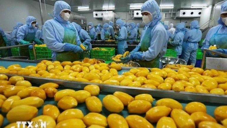 Переработка манговой продукции для экспорта в США, Европу, Южную Корею и Японию на заводе АО по производству овощей и фруктов «Анзянг», провинция Ламдонг. Фото: ВИА