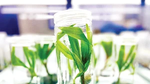 Культивирование кокосовой пальмы по технологическому процессу MultipunoTM.