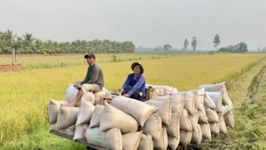 Рис является одной из ключевых экспортных сельскохозяйственных культур. (Фото: Вьетнамское информационное агентство)