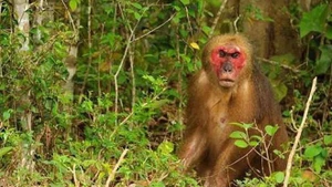 Тханьхоа сохраняет редкие виды обезьян макака в Национальном парке Бенен. (Фото: ВИА)