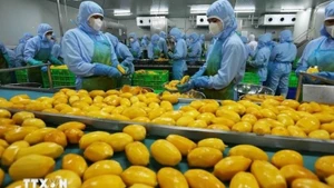 Переработка манговой продукции для экспорта в США, Европу, Южную Корею и Японию на заводе АО по производству овощей и фруктов «Анзянг», провинция Ламдонг. Фото: ВИА
